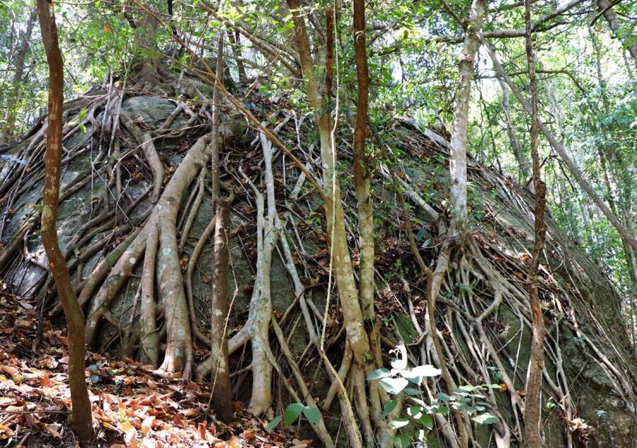 From Chiang Mai: Doi Inthanon National Park Hiking Tour - First Big Win: Thailand’s Highest Summit