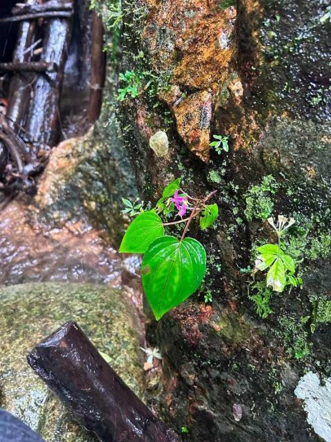 From Chiang Mai: Doi Saket Hiking Tour with Lunch - What to Pack: waterproof shoes, swimwear, and insect repellent