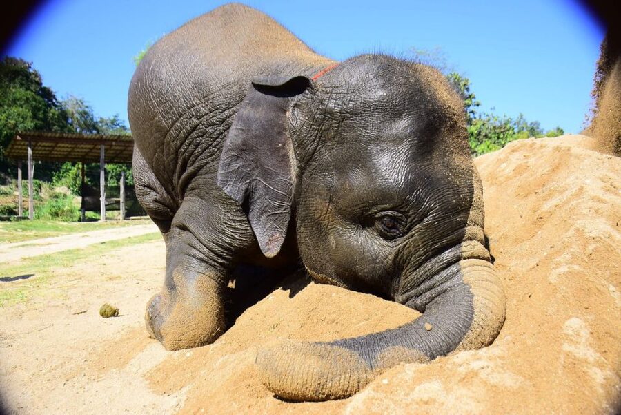 From Chiang Mai: Elephant Care Program and Nursery Tour - The Mud Pool and Bath: The Part You Should Actually Plan For