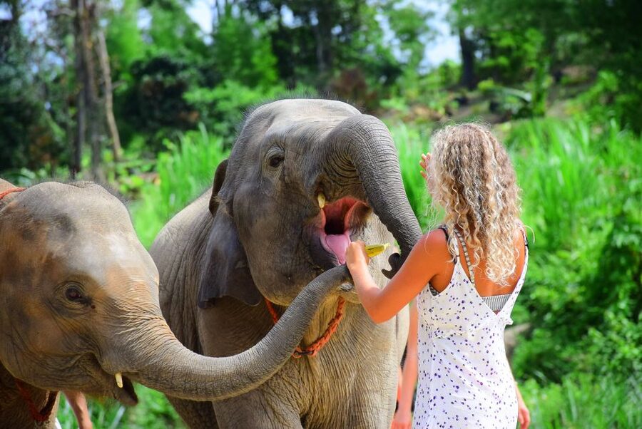 From Chiang Mai: Elephant Care Program and Nursery Tour - Thai Buffet Lunch and Hydration: A Real Reset