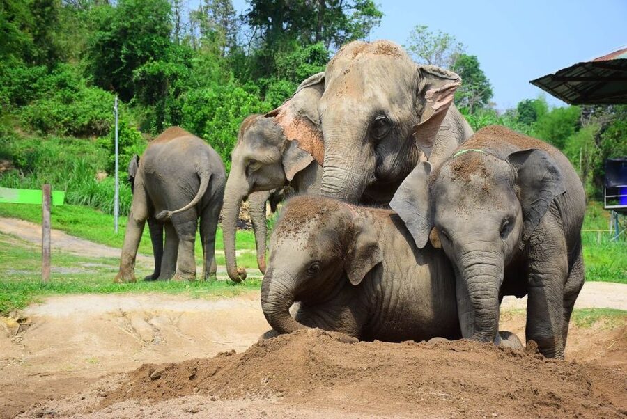 From Chiang Mai: Elephant Care Program and Nursery Tour - Photo Time, Extra Purchases, and What Costs Extra