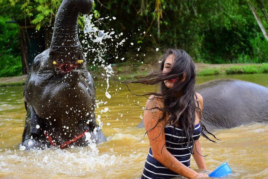 From Chiang Mai: Elephant Care Program and Nursery Tour - Who Should Book This Elephant Retirement Park Tour