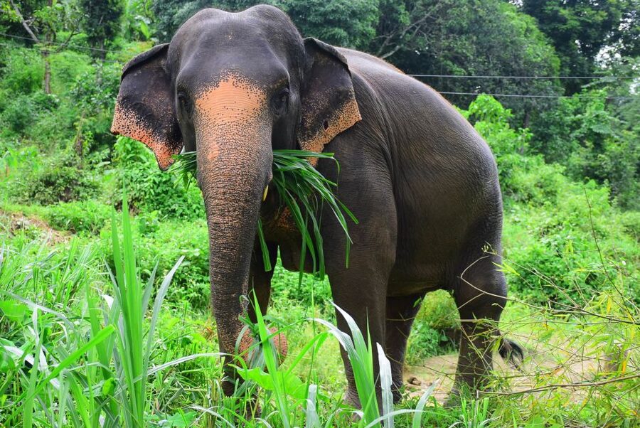 From Chiang Mai: Elephant Care Program and Nursery Tour - Feeding and Watching: What You Learn Before the Mess