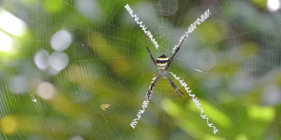 From Chiang Mai: High Mountain Day Trek - Price and value: what $73 buys you in the real world