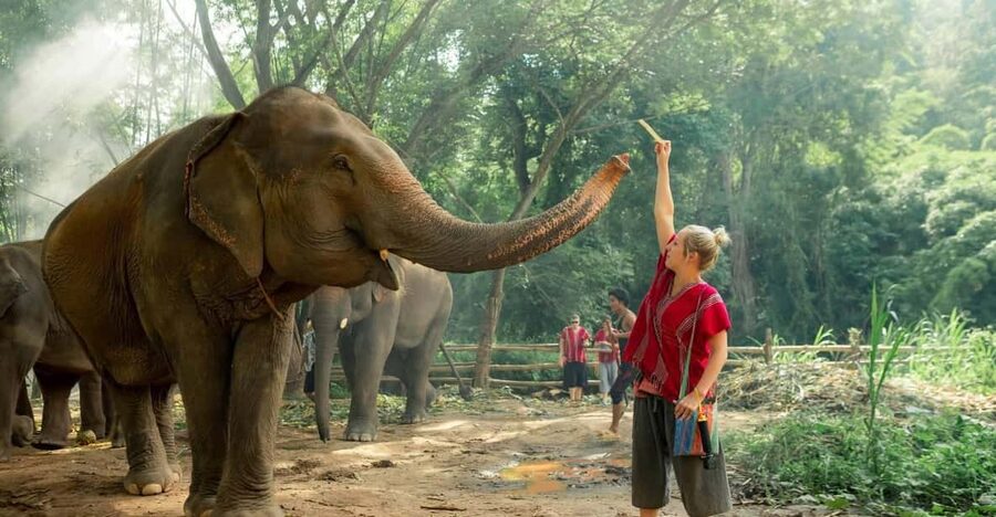 From Chiang Mai: Kerchor Eco Elephant Park Tour - Key highlights you’ll feel the most