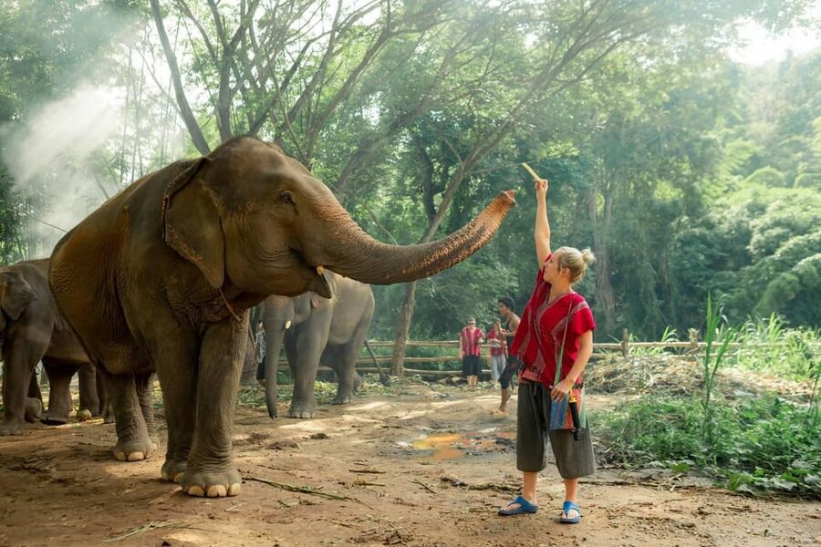 From Chiang Mai: Kerchor Eco Elephant Park Tour - Who should book Kerchor from Chiang Mai, and who might pass
