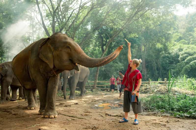 From Chiang Mai: Kerchor Eco Elephant Park Tour - Getting close: feeding snacks and photographing baby elephants