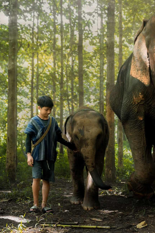 From Chiang Mai: Kerchor Eco Elephant Park Tour - Mud baths, walking with elephants, and the stream bath highlight
