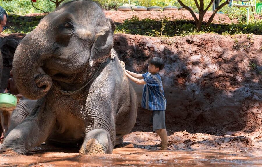 From Chiang Mai: Kerchor Eco Elephant Park Tour - The Thai lunch and drinks: a nice finish, but quality can vary