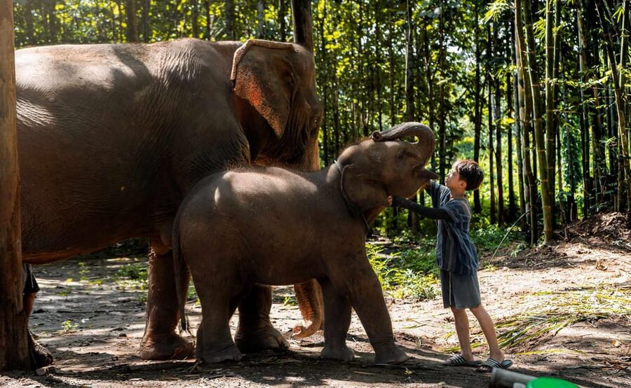From Chiang Mai: Kerchor Eco Elephant Park Tour - What to bring: your packing list for a wet, sunny day
