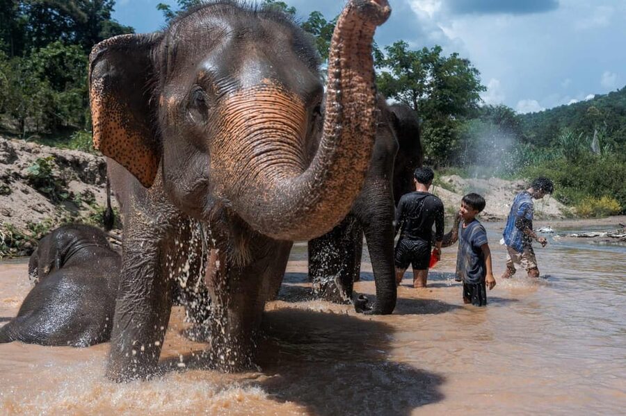 From Chiang Mai: Kerchor Eco Elephant Park Tour - Guides and pace: why organization affects how it feels
