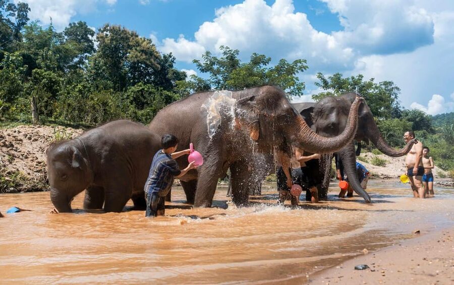 From Chiang Mai: Kerchor Eco Elephant Park Tour - Price and value at about $48 per person