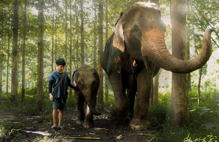 From Chiang Mai: Kerchor Eco Elephant Park Tour - The eco-care talk that sets the tone for the whole visit