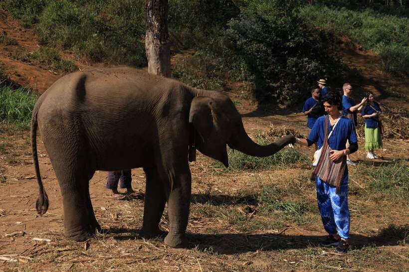 From Chiang Mai: Living Green Elephant Sanctuary Tour - Living Green Elephant Sanctuary: what “ethical” means in real life