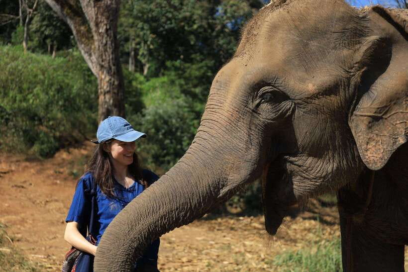 From Chiang Mai: Living Green Elephant Sanctuary Tour - Half-day program: feeding, forest walking, river bathing, and Pad Thai lunch