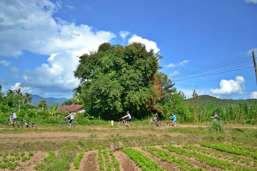 From Chiang Mai: Mae Taeng Valley Hike & Bike Day Trip - Cycling the Mae Taeng valley: 15–20 km, mostly flat, and perfect for enjoying the views
