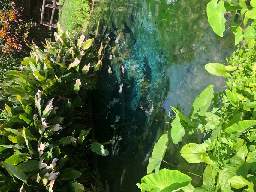From Chiang Mai: Temples, Sticky Waterfall, and Orchid Farm - Who This Chiang Mai Tour Suits Best