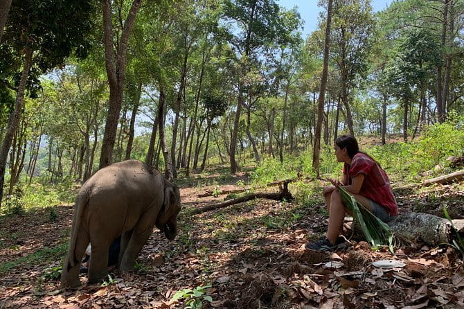 Full Day Elephant Bathing and Bamboo Rafting Tour in Chiang Mai - Stop 3 (Morning Block): Taeng River Elephant Bathing and Shows