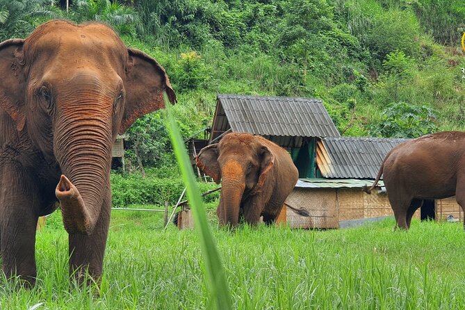 Full Day Experience at Ran-Tong Save & Rescue Elephant Centre - Key things to notice before you go