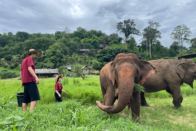 Full Day Experience at Ran-Tong Save & Rescue Elephant Centre - Ran-Tong Save & Rescue: an elephant day built around observation