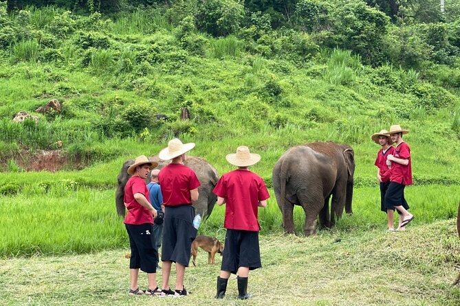 Full Day Experience at Ran-Tong Save & Rescue Elephant Centre - Feeding and walking in the natural habitat: what to expect during elephant time