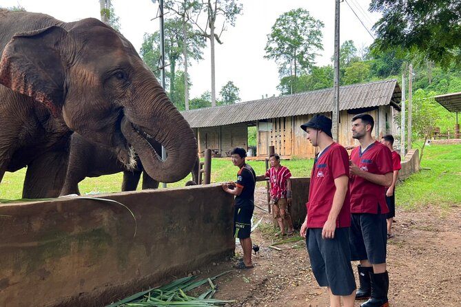 Full Day Experience at Ran-Tong Save & Rescue Elephant Centre - Price and value: what $90.86 really buys you