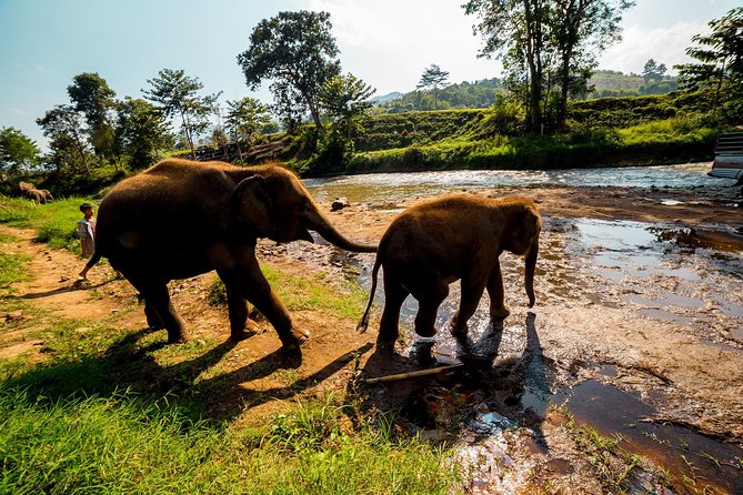Full-Day Guided Tuk Tuk Chiang Mai Adventure and Rafting - Elephants feeding and bathing at a small elephant home