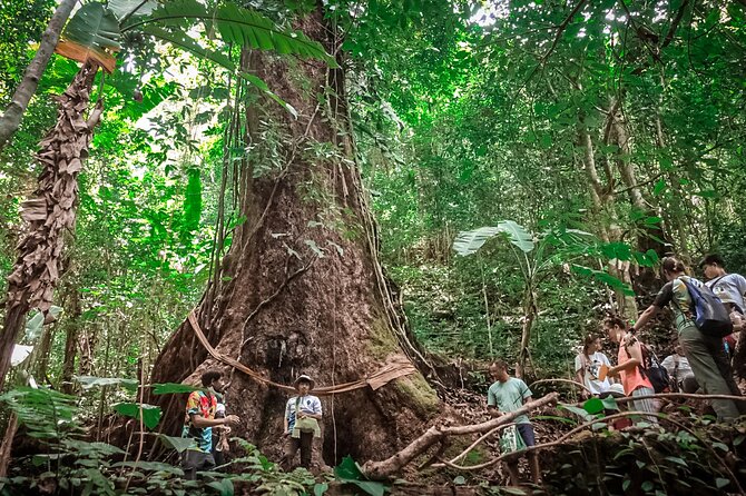 Full-Day Trekking and Sightseeing Tour in Mae Kampong - Jungle trail with ancient trees, streams, and real guide talk