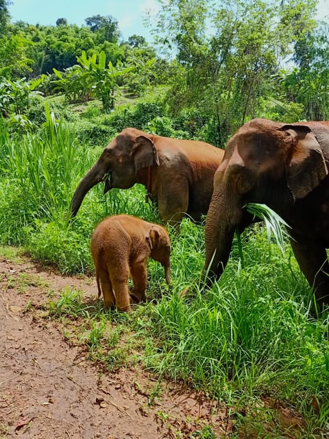 Full-day with CHIANGMAI ELEPHANT CARE and Sticky waterfall - How the day starts: pickup and the drive to Maeteang