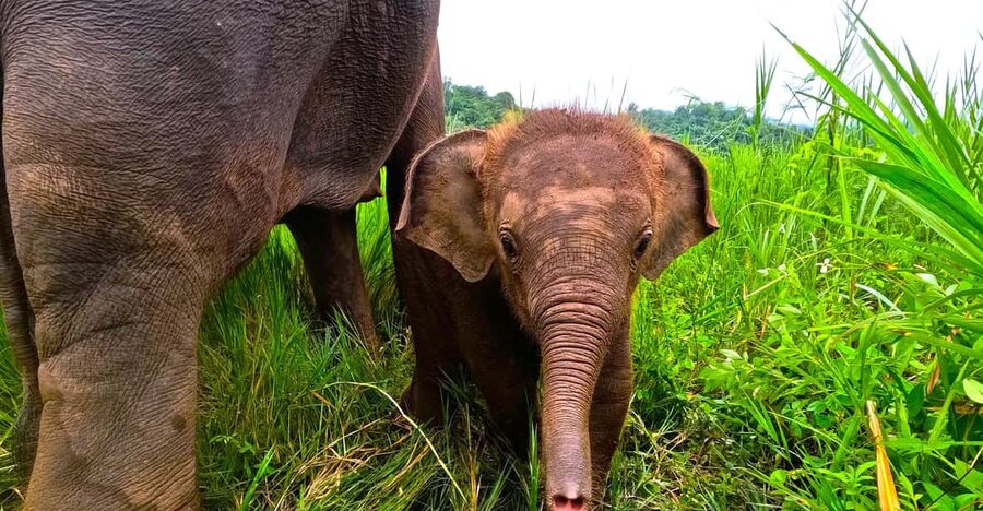 Full-day with CHIANGMAI ELEPHANT CARE and Sticky waterfall - Two hours of elephant interaction: feeding, behavior, and herbal medicine balls