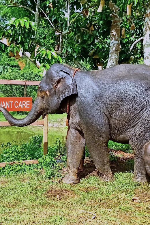 Full-day with CHIANGMAI ELEPHANT CARE and Sticky waterfall - River bathing and brushing: clean elephant care, wet clothes risk