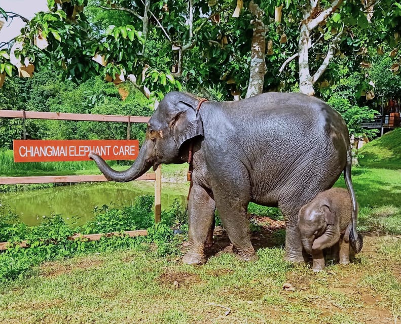 Full-day with CHIANGMAI ELEPHANT CARE and Sticky waterfall - Timing and getting back to Chiang Mai