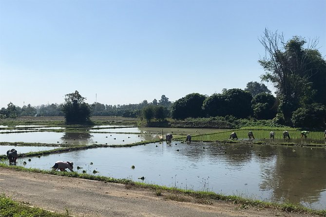 Half-day E-bike Countryside and rice paddies (flat land, GUIDED) - Lunch and snacks: food that fits the ride’s rhythm