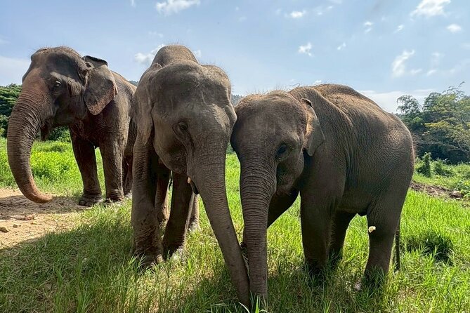 Half Day Elephant care and Whitewater Rafting Adventure - Mae Taeng River whitewater rafting: 5 km of ups and downs