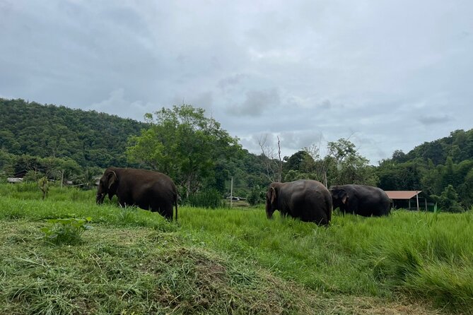 Half-Day Elephant Experience at Rantong - Getting there from Chiang Mai: pickup, timing, and the drive reality