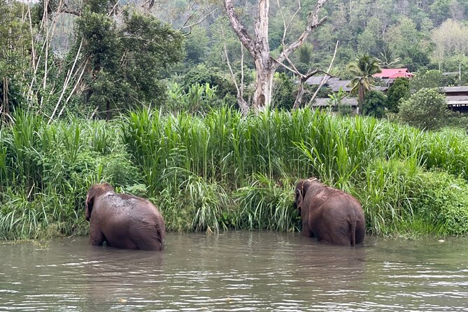 Half-Day Elephant Experience at Rantong - Feeding and walking: how the interaction stays controlled