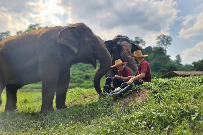 Half-Day Elephant Experience at Rantong - Bath time in a water-friendly setting