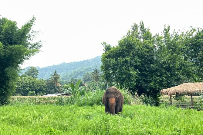 Half-Day Elephant Experience at Rantong - What to bring: the small list that saves you from a miserable day