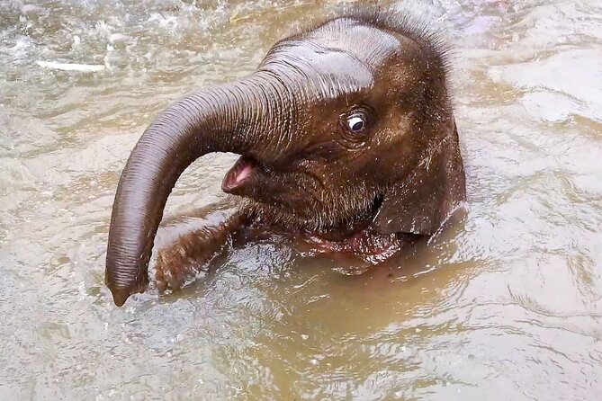 Half Day: Elephant Village Sanctuary - Key Things to Know Before You Go