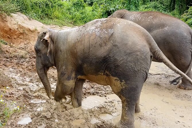 Half Day: Elephant Village Sanctuary - What You’re Really Doing at Elephant Village Sanctuary