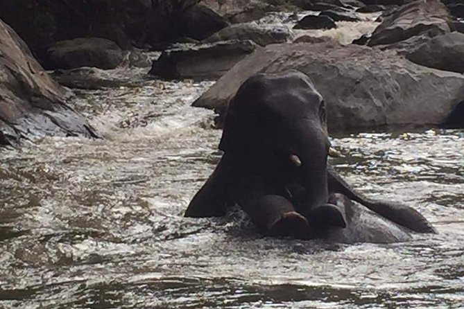Half day Elephants in Nature Experience (Morning) - Key highlights you should know before you go