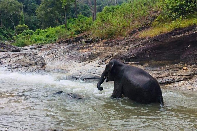 Half day Elephants in Nature Experience (Morning) - The morning drive: the 90 minutes that set the tone
