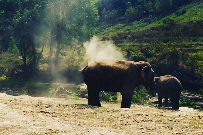 Half day Elephants in Nature Experience (Morning) - Small group timing: 5 to 6 hours done right