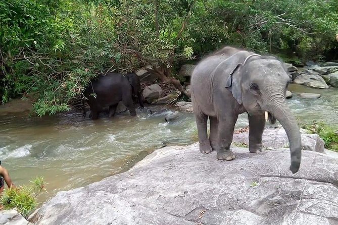 Half day Elephants in Nature Experience (Morning) - Pickup, mobile tickets, and where it starts