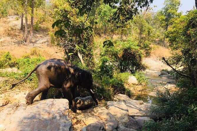 Half day Elephants in Nature Experience (Morning) - Meeting the elephants where they live