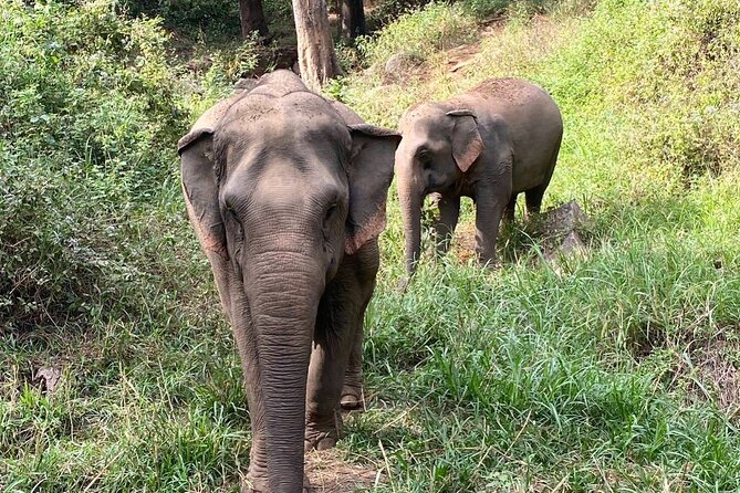 Half Day Visit Smile Elephant Chiang Mai - Walking With Elephants: Up Close, Managed, and Worth It