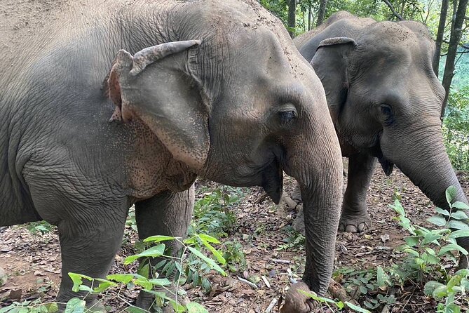 Half Day Visit Smile Elephant Chiang Mai - Getting to the Heart of It: Elephant Care, Not a Performance
