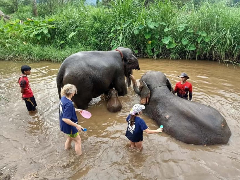 Half-day with CHIANGMAI ELEPHANT CARE program (12pm-6pm.) - Key reasons this half-day is worth it