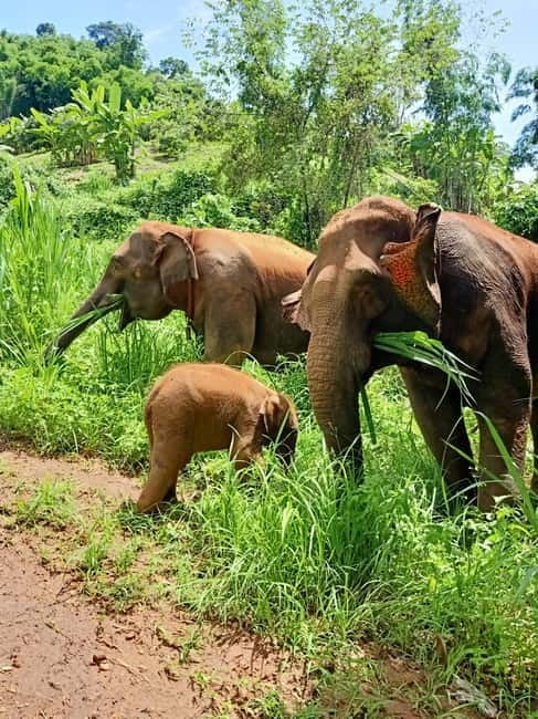 Half-day with CHIANGMAI ELEPHANT CARE program (12pm-6pm.) - Arriving and changing: uniform time before you meet the elephants