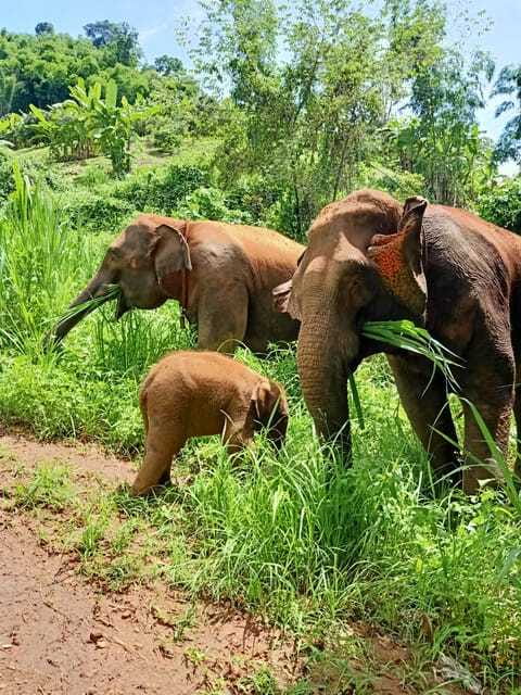 Half-day with CHIANGMAI ELEPHANT CARE program (12pm-6pm.) - Lunch first: home-cooked vegetarian meal plus fruit and water